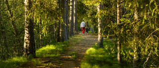 Alla vägar leder oss till skogen