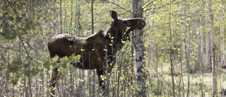 Viltskadorna har minskat i skogen: "Förstår sambanden"