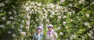 En oas av blommor och exotiska växter 