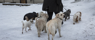 Ber fogden om hjälp att hämta tillbaka hunden