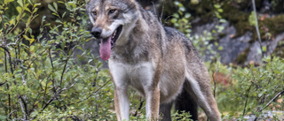 Fler vilda vargar i Frankrike