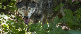 Vargen en viktig komponent i naturens ekosystem