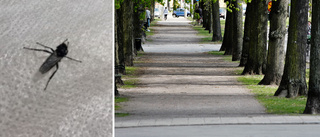 Har du också reagerat på svärmarna av insekter?