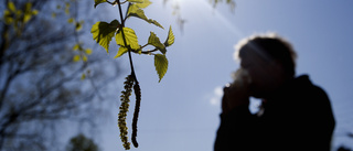 Nu börjar björkpollen spridas - risk för höga halter