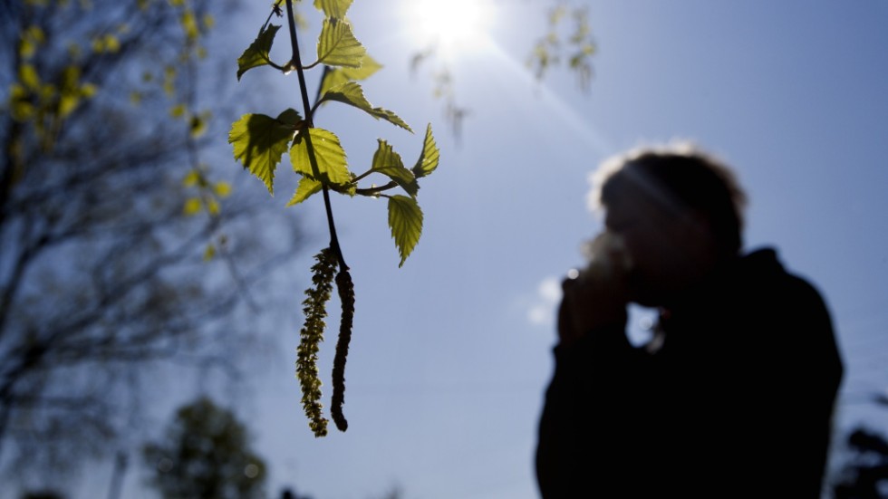Nästa vecka kan bli tuff för björkpollenallergikerna i länet. Med sköna temperaturer och avtagande nordvindar kan pollenhalterna bli höga.