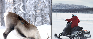 Skoterförbud beviljat för inventering av rovdjur