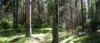 Bevara naturskogens mångfald i Lunsen