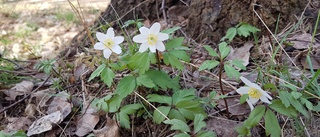 Vårliga bilder från en nyfiken natur