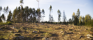 Vår änglamark är endast en önskedröm