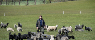 Högre priser får lammproducenter att hoppas