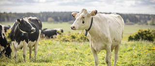 Arla tvingar korna in i vidriga liv