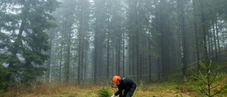 Stora skador på skog i Norrbotten