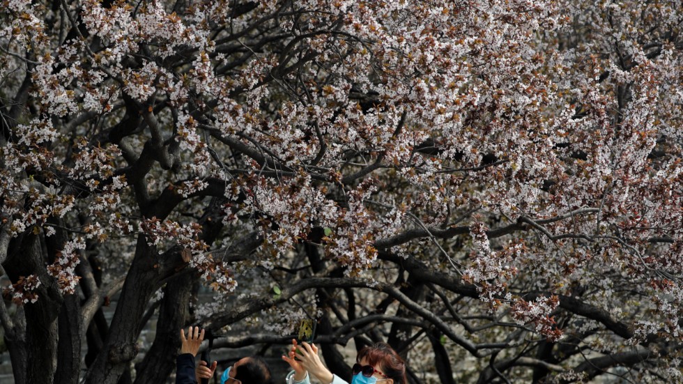 Hundratusentals människor i kinesiska Jua drabbas av reserestriktioner sedan nya fall har upptäckts. Bilden är tagen vid plommonträdens blomning i Peking under helgen.