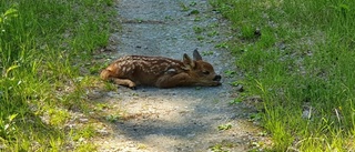 Här är läsarnas inskickade sommarbilder vecka 26