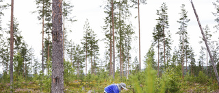 Extremt få utländska bärplockare i sommar