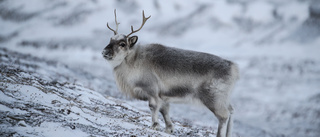 Lång vinter en mardröm för rennäringen