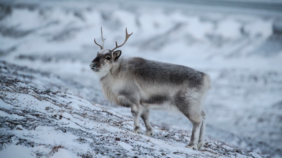 Årets långvariga vinter leder till oro inom rennäringen. Genrebild.