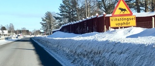 Viltstängsel ska byggas under sommaren