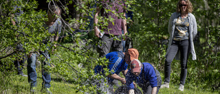 Nya märkta havsöringar i Lillpiteälven