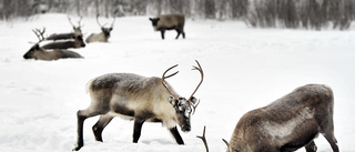 20 samebyar har sökt krisstödet