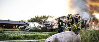 Stor ladugårdsbrand – 600 grisar i byggnaden