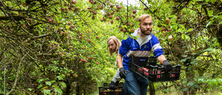 Gotlänning levererar cider till glögg