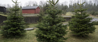 Julgranar försvinner från skolor