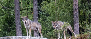 Hund kan ha dödats av varg i länet 