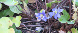 Här blommor blåsippor... i oktober