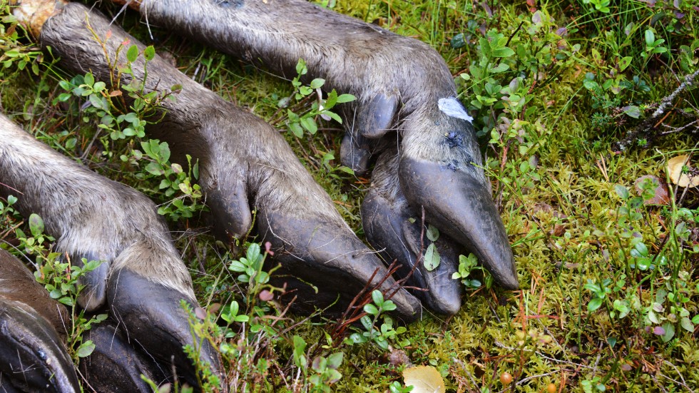 Av 613 testade älgar i Arvidsjaur och arjeplog, har tre testats positivt för CWD. (Arkivbild)