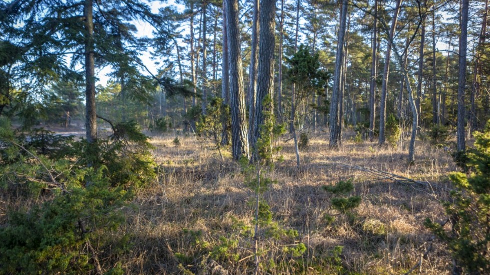 Gotländsk skog kommer i nya händer.