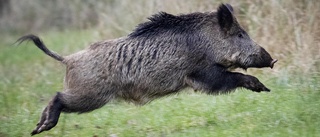 Bönderna oense med jägare om vildsvin