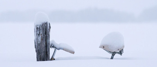 Gott om snö i Arjeplogsfjällen