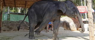 Man ihjältrampad av hungrig elefant