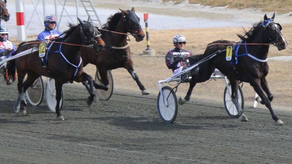 Yankee Blue (Ulf Ohlsson) lekte hem andra raka segern på Bodentravet. Nu återstiftar Mika Forss bekantskapen med hästen igen. Ekipaget blir ett av två tunga enkelstreck i omgången. 