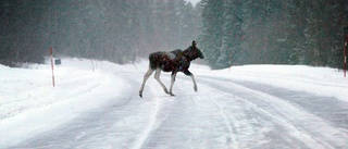 Krockade med älg – alla förutom bilen oskadda