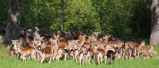 Här är det rena rama safariparken