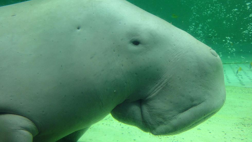 Fler dugonger har setts till utanför Thailands västkust sedan turismen minskat kraftigt, enligt marinbiologen Teeranai Phetsom. Bilden föreställer en dugong i fångenskap i japanska Toba. Arkivbild.