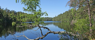 Det puttrar i Finspångs skogar