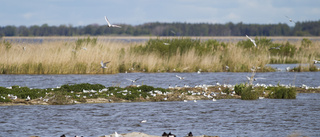 Fåglarnas barnstuga i sommartid