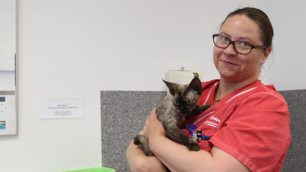 Emily Melin, leg. djursjukskötare med den 5-åriga Devon rex-katten Pixel. 