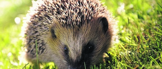 Prickly dilemma: hedgehog populations plummeting in Sweden