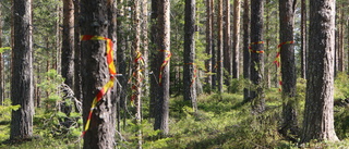 Den varma juniveckan har gynnat granbarkborren