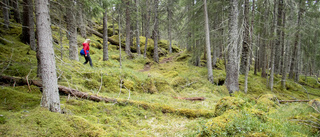 Skogsägarna måste aktivt skapa mer död ved i skogarna