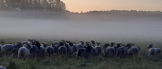 Skogen i Hågadalen-Nåsten kan skyddas