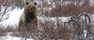 Bears awake – and over 30 have already been killed in Norrbotten