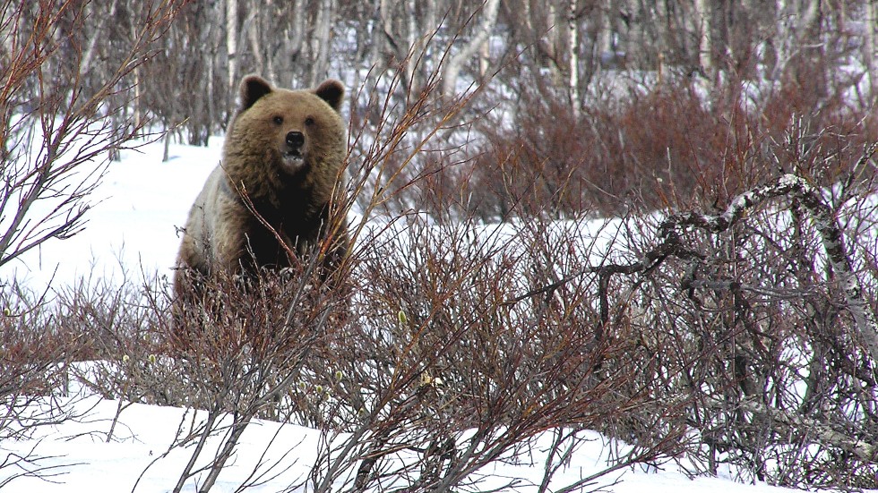 Redan nu har fler björnar fällts under skyddsjakt i Norrbotten jämfört med de två senaste åren. Den snörika våren 2017 sköts 42 björnar, men på den nivån är vi inte riktigt än.