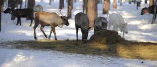 Tuff vinter för rennäringen