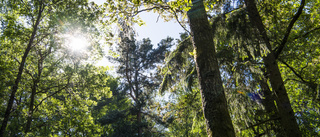 Därför ökar konflikten om skogen