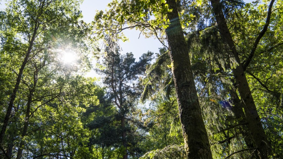 Vi kanske bestämmer oss för ett köpfritt år, startar en odlingsgrupp i vårt närområde eller väljer skogen framför shoppinggallerian, skriver Stina Sköld.